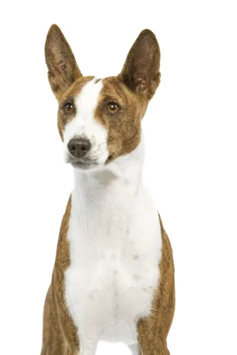 Framed Print : Dog - Basenji Framed Print : Dog - Basenji