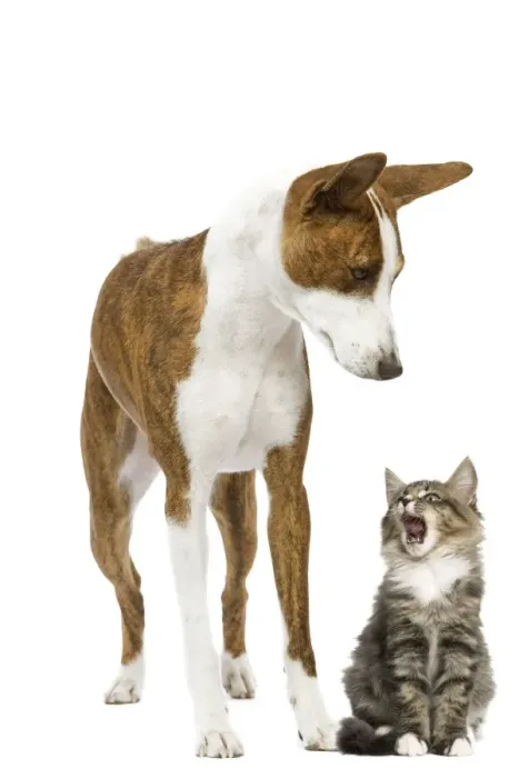 Framed Print : Dog - Basenji in studio with cat Framed Print : Dog - Basenji in studio with cat
