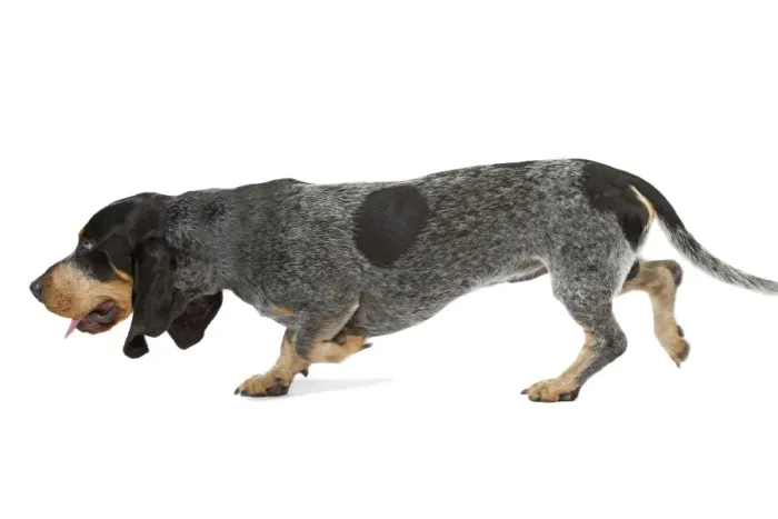 Framed Print : Dog - Basset Blue De Gascogne. Also know as Blue Gascony Basset Framed Print : Dog - Basset Blue De Gascogne. Also know as Blue Gascony Basset