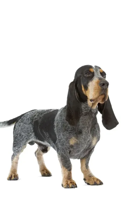 Framed Print : Dog - Basset Blue De Gascogne. Also know as Blue Gascony Basset Framed Print : Dog - Basset Blue De Gascogne. Also know as Blue Gascony Basset