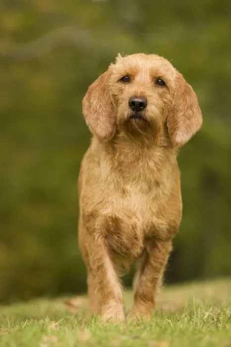 Framed Print : Dog - Basset Fauve de Bretagne. Also known as Tawny Brittany Basset Framed Print : Dog - Basset Fauve de Bretagne. Also known as Tawny Brittany Basset