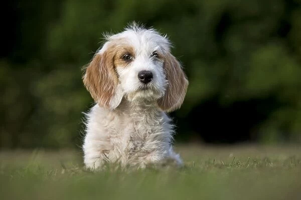 Dog - Basset Griffon vendeen - puppy