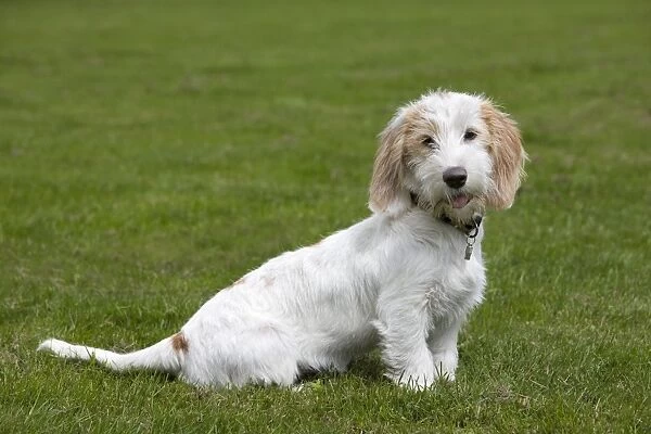 Dog - Basset Griffon Veneen - young dog