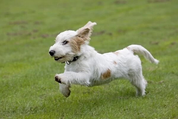 Dog - Basset Griffon Veneen - young dog running