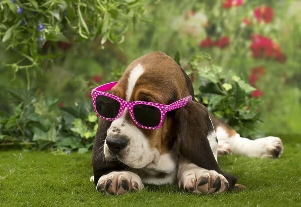 Dog - Basset Hound with sunglasses