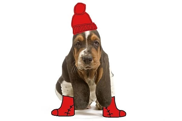 Dog - Basset Hound - 8 week old puppy in studio wearing hat & boots