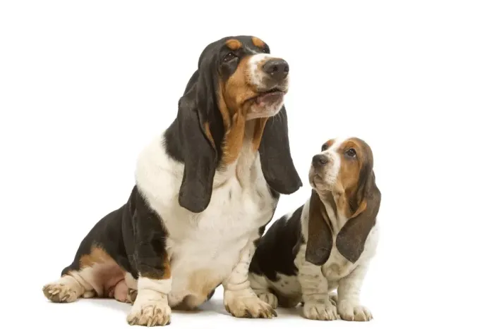 Framed Print : Dog - Basset Hound - adult & puppy in studio Framed Print : Dog - Basset Hound - adult & puppy in studio