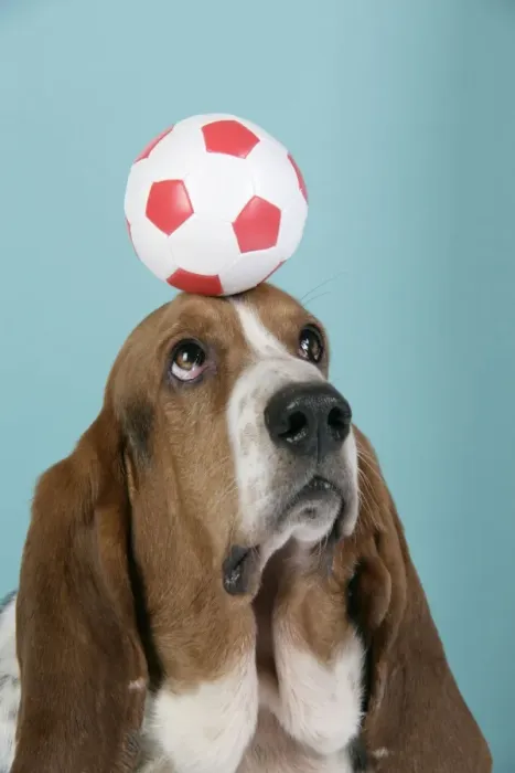 Framed Print : DOG. Basset hound balancing a football on head Framed Print : DOG. Basset hound balancing a football on head
