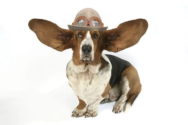 Dog - Basset Hound with ears up wearing flying hat with goggles