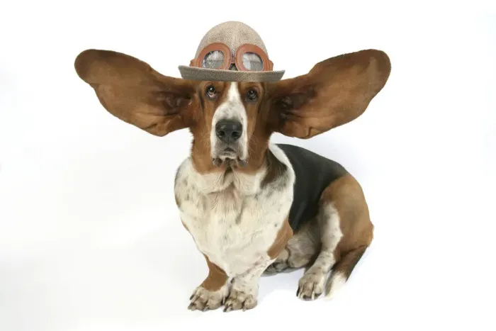 Framed Print : Dog - Basset Hound with ears up wearing flying hat with goggles Framed Print : Dog - Basset Hound with ears up wearing flying hat with goggles