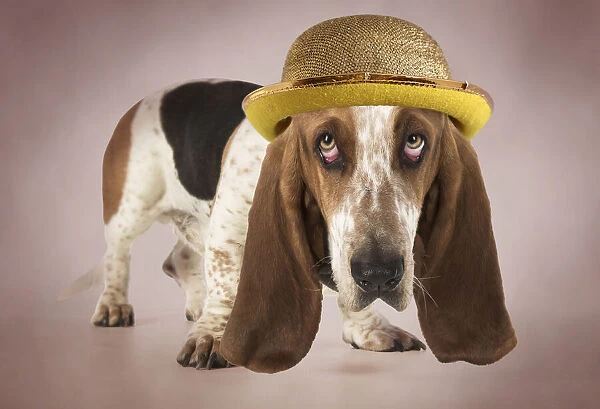DOG ~ Basset Hound looking sad wearing gold bowler hat