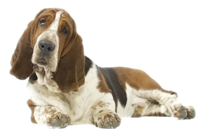 Framed Print : Dog - Basset Hound lying down