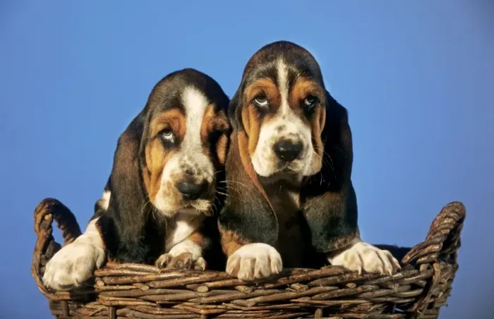 Framed Print : Dog - Basset Hound puppies in basket Framed Print : Dog - Basset Hound puppies in basket