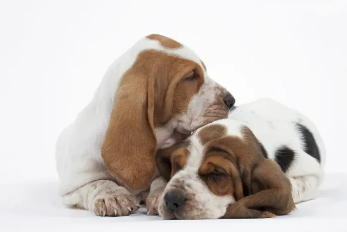Framed Print : Dog - Basset Hound - two puppies lying down together Framed Print : Dog - Basset Hound - two puppies lying down together