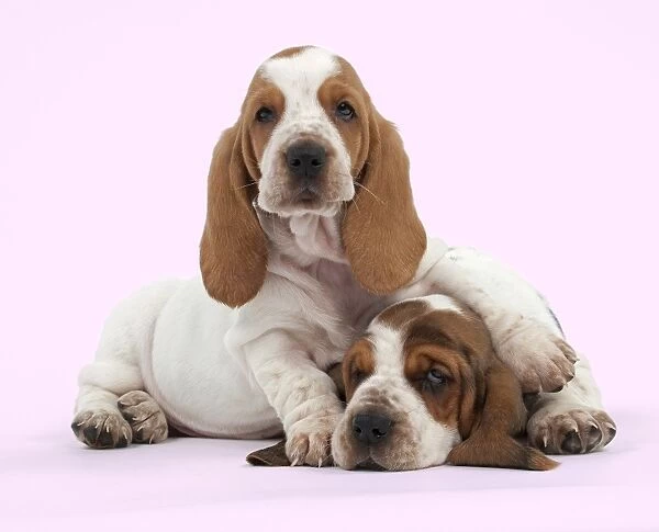 Dog - Basset Hound - two puppies lying down together Manipulation: background colour changed