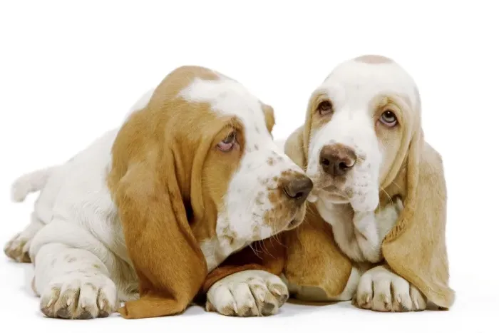 Framed Print : Dog - Basset Hound puppies in studio Framed Print : Dog - Basset Hound puppies in studio