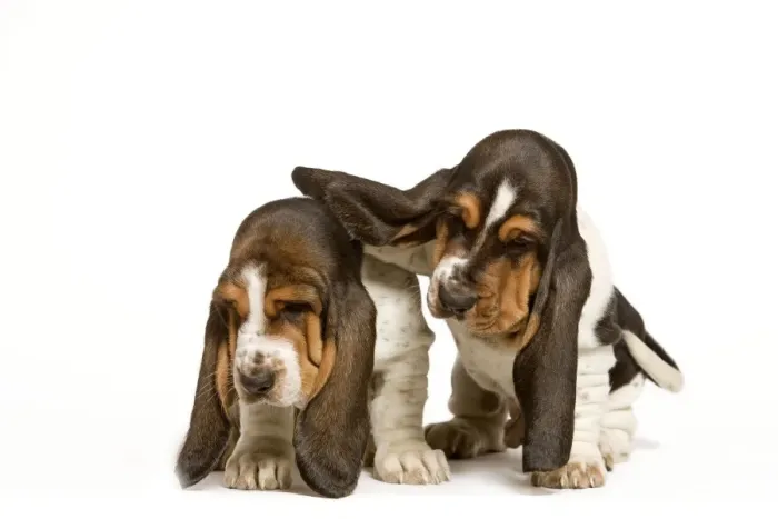 Framed Print : Dog - Basset Hound - two puppies in studio Framed Print : Dog - Basset Hound - two puppies in studio