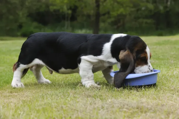 Framed Print : DOG. Basset hound puppy (10 weeks) eating Framed Print : DOG. Basset hound puppy (10 weeks) eating