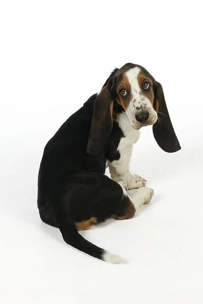 DOG. Basset hound puppy (10 weeks) sitting