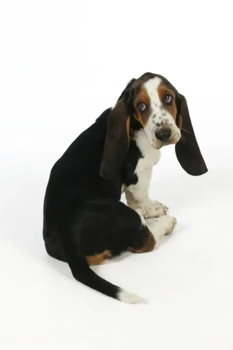 Framed Print : DOG. Basset hound puppy (10 weeks) sitting Framed Print : DOG. Basset hound puppy (10 weeks) sitting