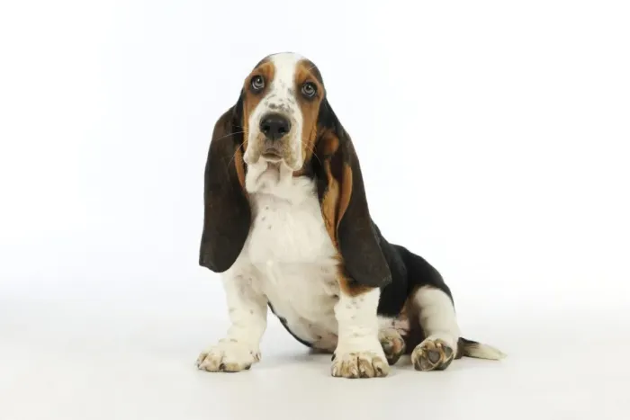 Framed Print : DOG. Basset hound puppy (10 weeks) sitting Framed Print : DOG. Basset hound puppy (10 weeks) sitting