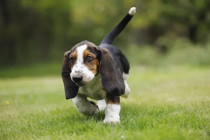 Framed Print : DOG. Basset hound puppy (10 weeks) walking Framed Print : DOG. Basset hound puppy (10 weeks) walking