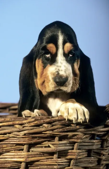 Framed Print : Dog - Basset Hound puppy in basket Framed Print : Dog - Basset Hound puppy in basket