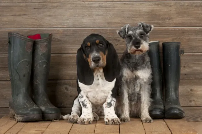 Framed Print : DOG - Basset hound puppy and miniature schnauzer (clipped) sitting with wellington boots Framed Print : DOG - Basset hound puppy and miniature schnauzer (clipped) sitting with wellington boots