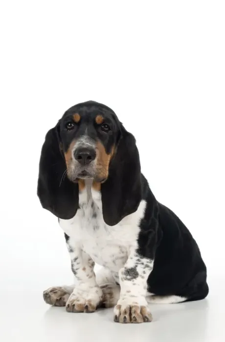 Framed Print : DOG - Basset hound puppy sitting Framed Print : DOG - Basset hound puppy sitting
