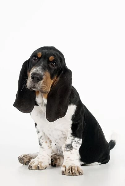DOG - Basset hound puppy sitting