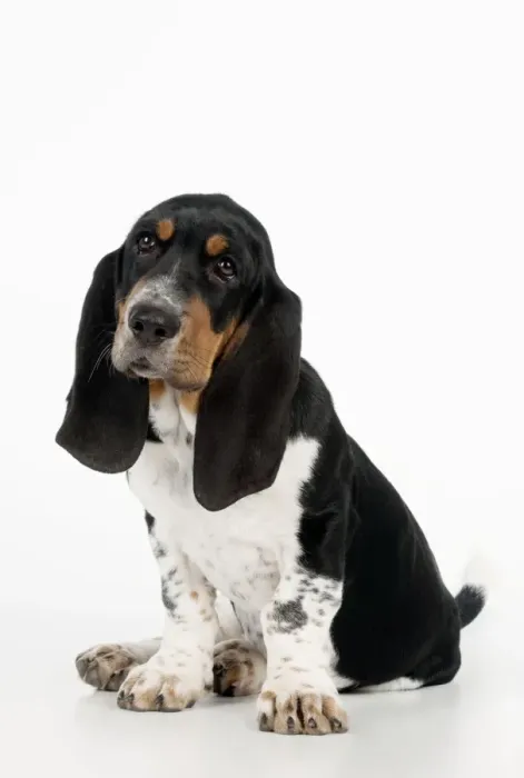 Framed Print : DOG - Basset hound puppy sitting Framed Print : DOG - Basset hound puppy sitting
