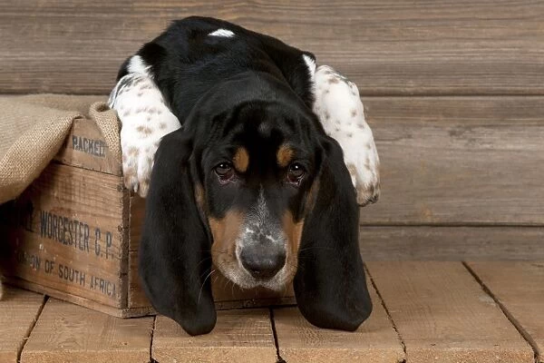 DOG - Basset hound puppy sitting in a box
