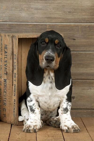 DOG - Basset hound puppy sitting in a box