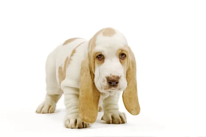 Framed Print : Dog - Basset Hound puppy in studio Framed Print : Dog - Basset Hound puppy in studio