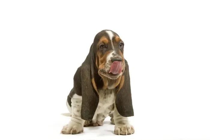 Framed Print : Dog - Basset Hound puppy in studio licking lips