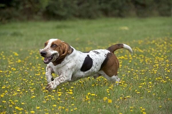 DOG Basset Hound running in a field