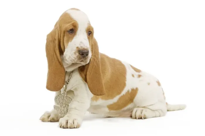 Framed Print : Dog - Basset Hound sitting in studio wearing dollar sign necklace Framed Print : Dog - Basset Hound sitting in studio wearing dollar sign necklace
