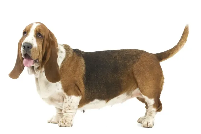 Framed Print : Dog - Basset Hound in studio Framed Print : Dog - Basset Hound in studio