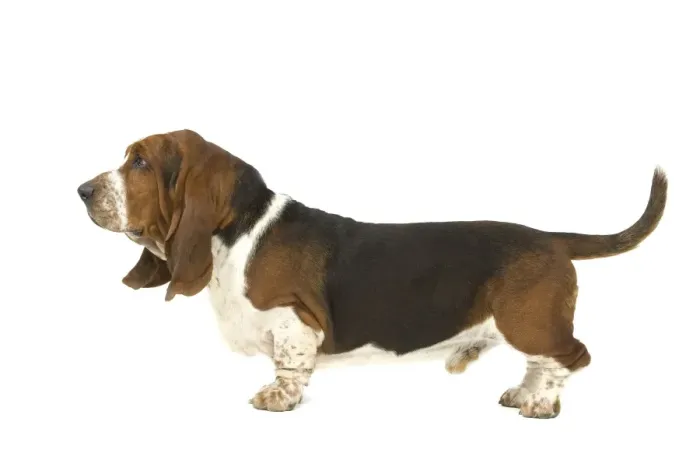 Framed Print : Dog - Basset Hound in studio Framed Print : Dog - Basset Hound in studio