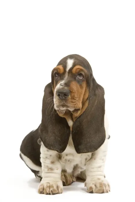 Framed Print : Dog - Basset Hound - in studio