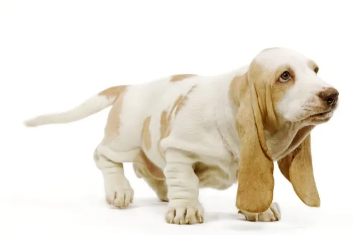 Framed Print : Dog - Basset Hound - in studio Framed Print : Dog - Basset Hound - in studio