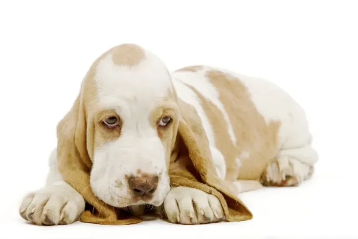 Framed Print : Dog - Basset Hound - in studio Framed Print : Dog - Basset Hound - in studio