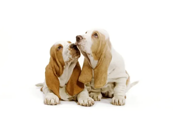 Framed Print : Dog - Basset Hound - two in studio Framed Print : Dog - Basset Hound - two in studio