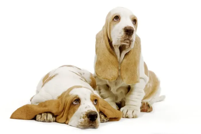 Framed Print : Dog - Basset Hound - two in studio Framed Print : Dog - Basset Hound - two in studio