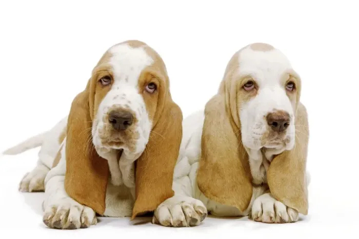 Framed Print : Dog - Basset Hound - two in studio Framed Print : Dog - Basset Hound - two in studio