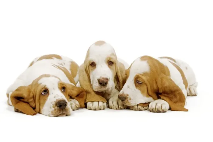 Framed Print : Dog - Basset Hound - three in studio Framed Print : Dog - Basset Hound - three in studio