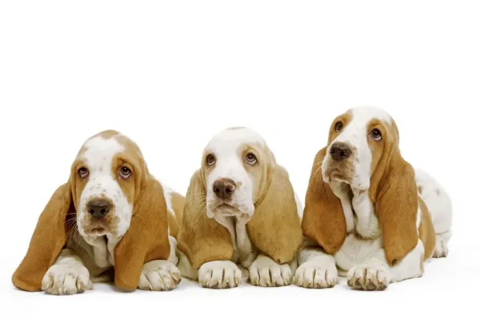 Framed Print : Dog - Basset Hound - three in studio Framed Print : Dog - Basset Hound - three in studio