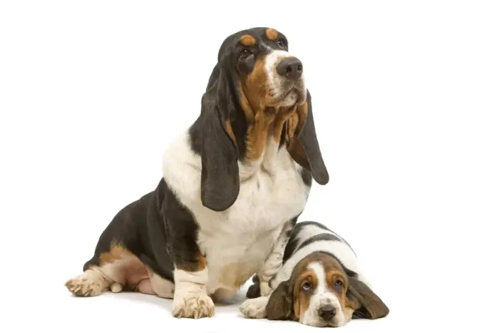 Framed Print : Dog - Basset Hound - two in studio Framed Print : Dog - Basset Hound - two in studio