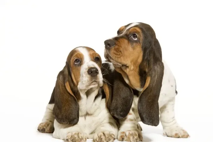 Framed Print : Dog - Basset Hound - two in studio Framed Print : Dog - Basset Hound - two in studio