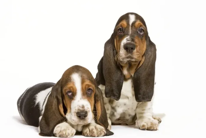 Framed Print : Dog - Basset Hound - two in studio Framed Print : Dog - Basset Hound - two in studio